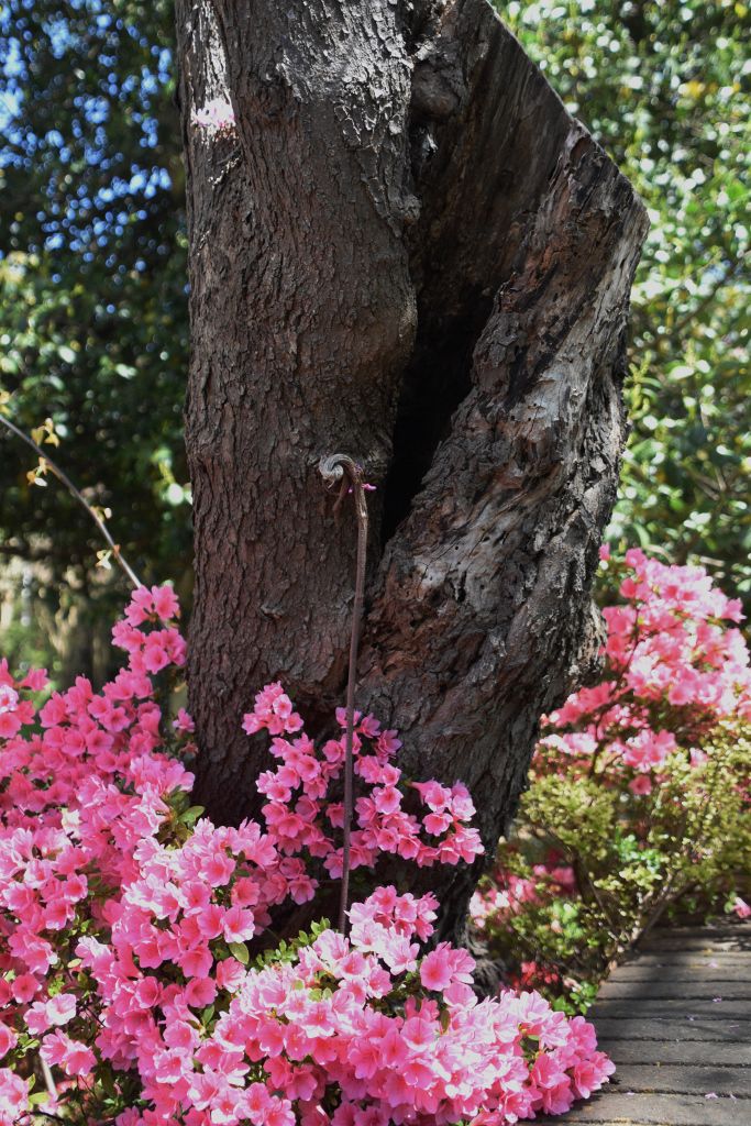 4-4-20 flowers 070 (683x1024).jpg